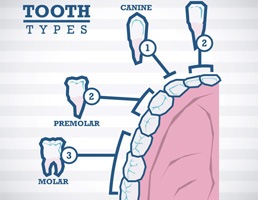 Types of teeth for root canal therapy in Aspen Hill  