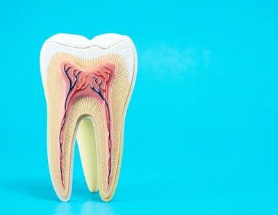 anatomy of a tooth in front of a light blue background